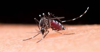 la-importancia-de-una-medicion-precisa-de-la-temperatura-corporal-durante-la-temporada-de-dengue-en-argentina